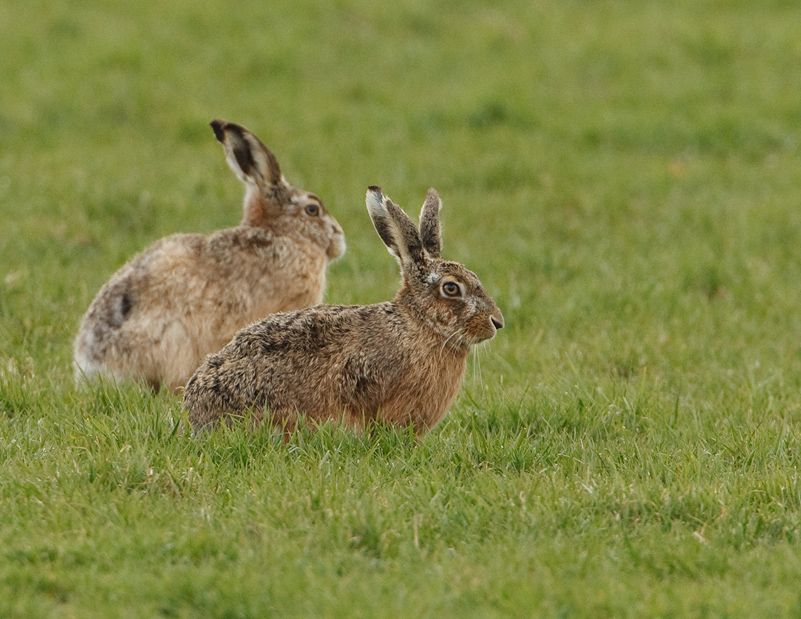 Lepus europaeus Haas European Hare